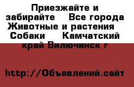 Приезжайте и забирайте. - Все города Животные и растения » Собаки   . Камчатский край,Вилючинск г.
